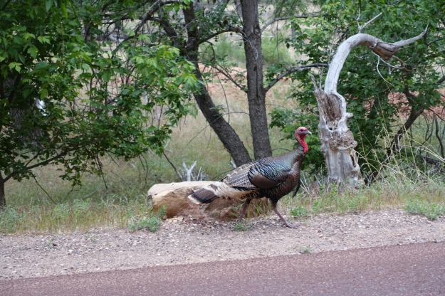 turkey on road