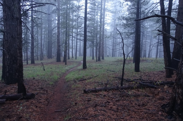 morning fog on the Wildcat Trail